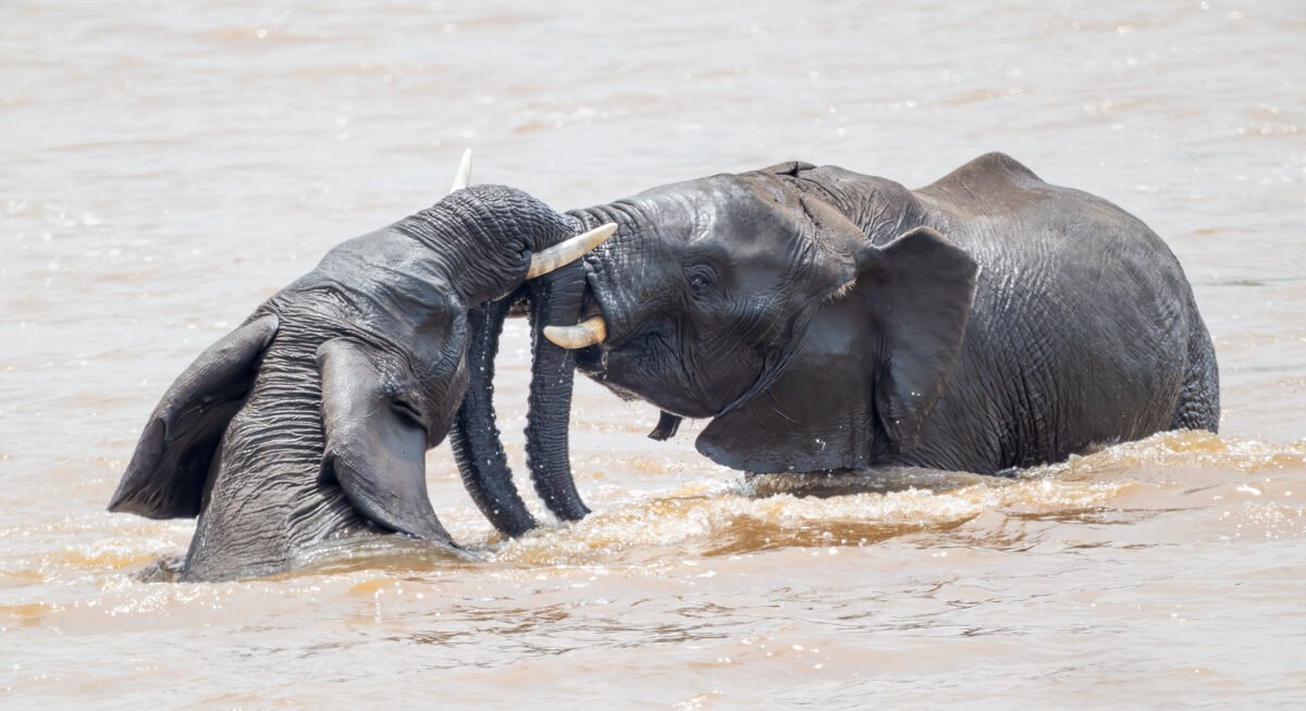 8-Day Beautiful Wildlife Safari