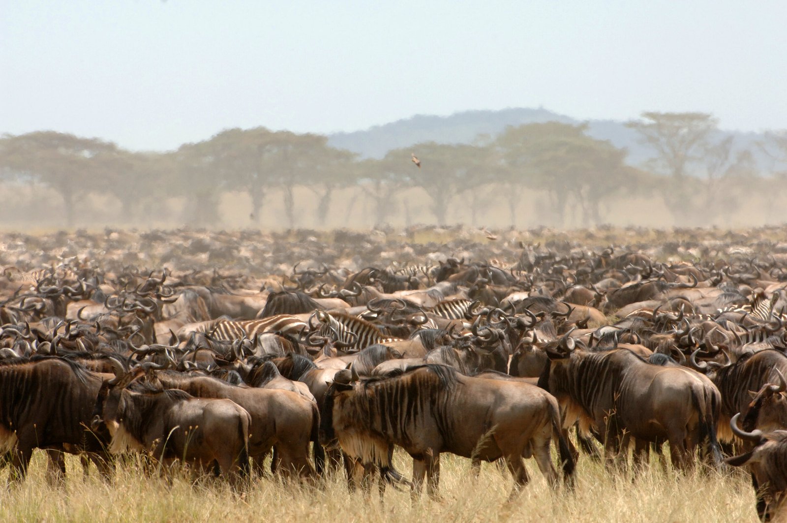 Great Migration safari