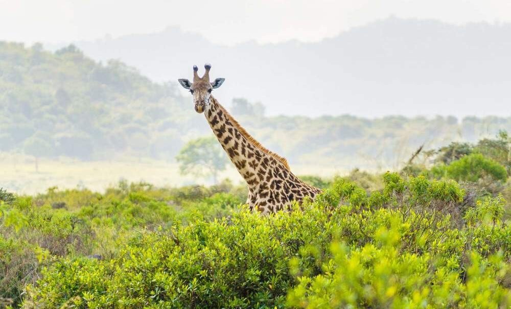 Arusha National Park Day Trip