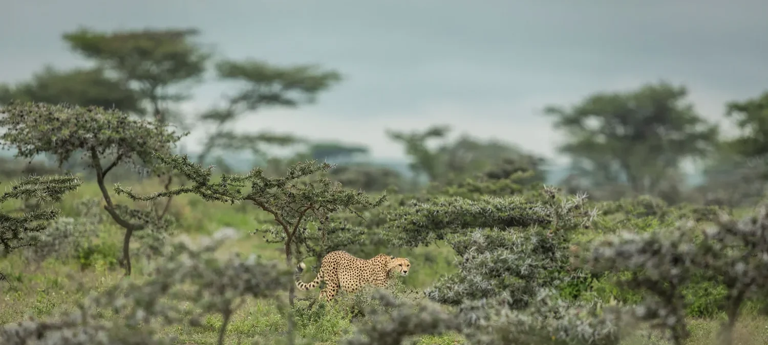 Ndutu vs Serengeti: Where to See the Great Migration