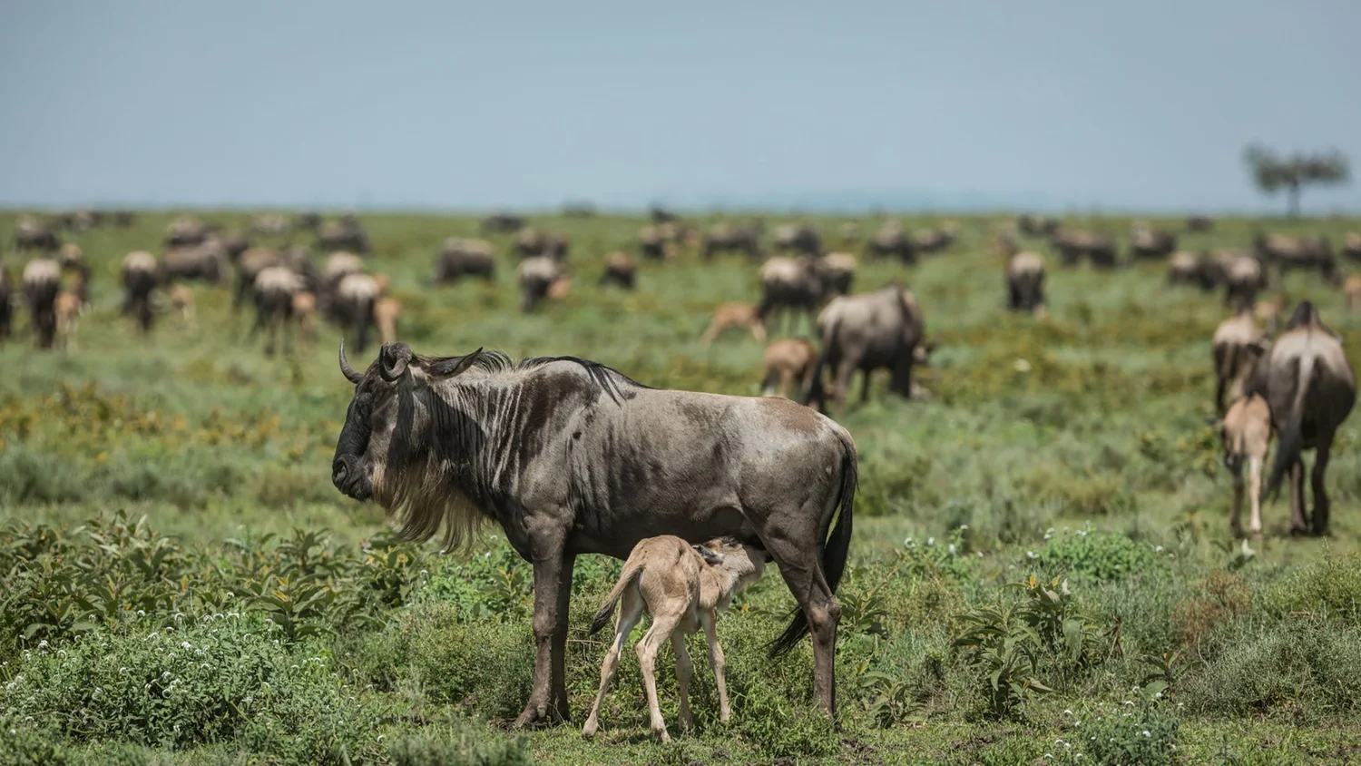Calving_Season_PhotoSafari_Tanzania_Photo_By_Patrick_Hozaa_3