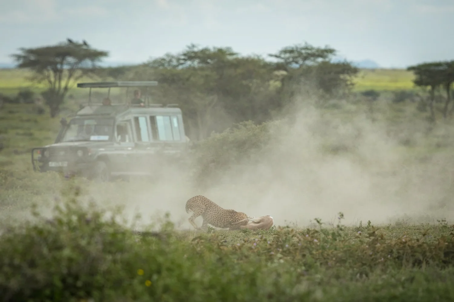 Southern Serengeti calving season