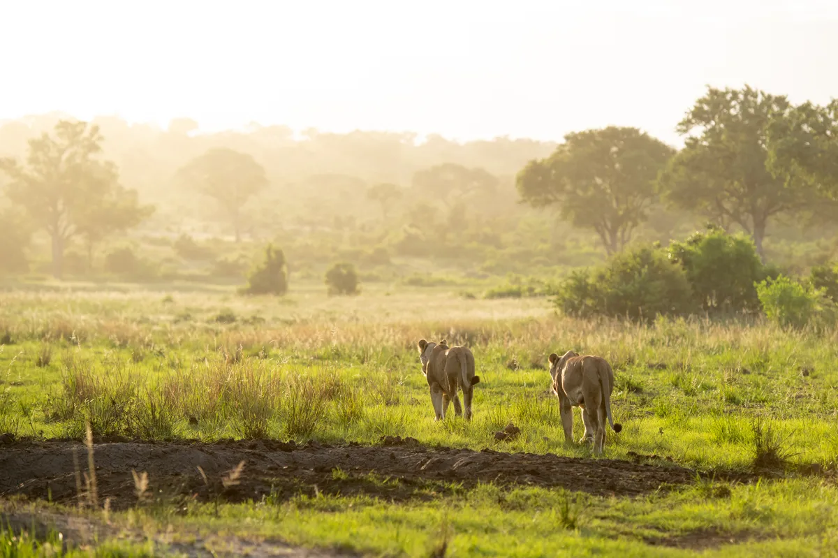 Serengeti Safari