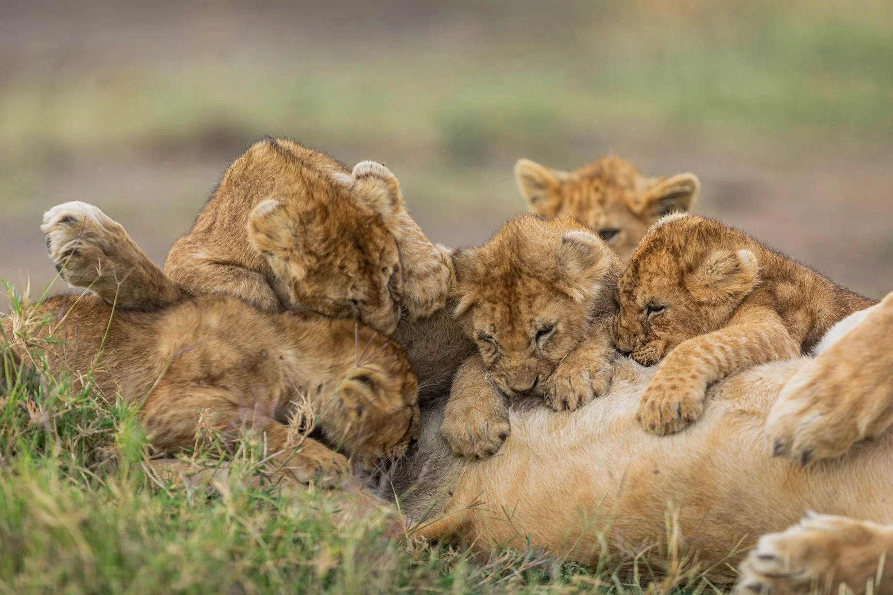 Ndutu_Photo_Safari_Photo_By_Patrick_Hozza_1