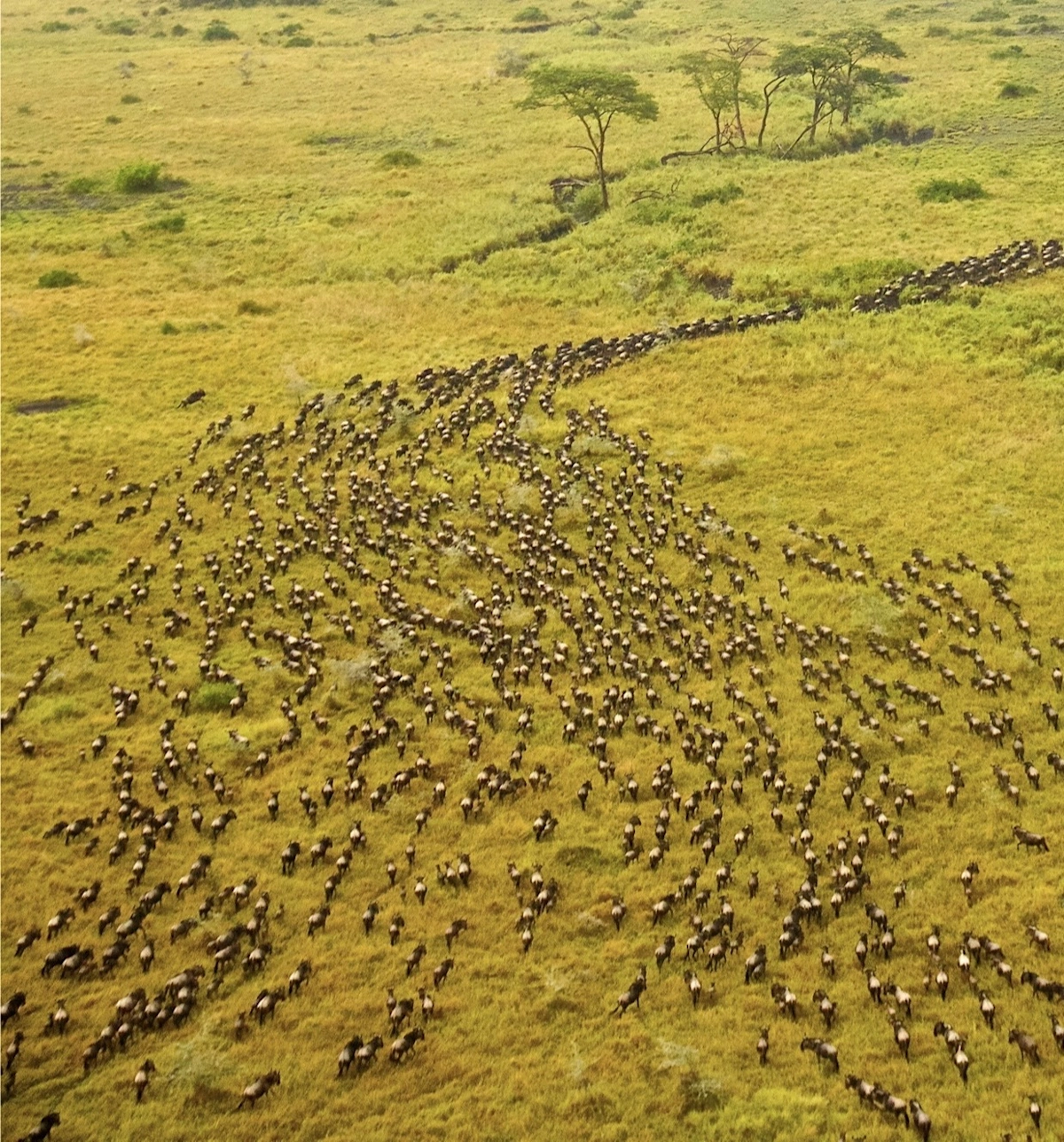 How to get to Serengeti National Park