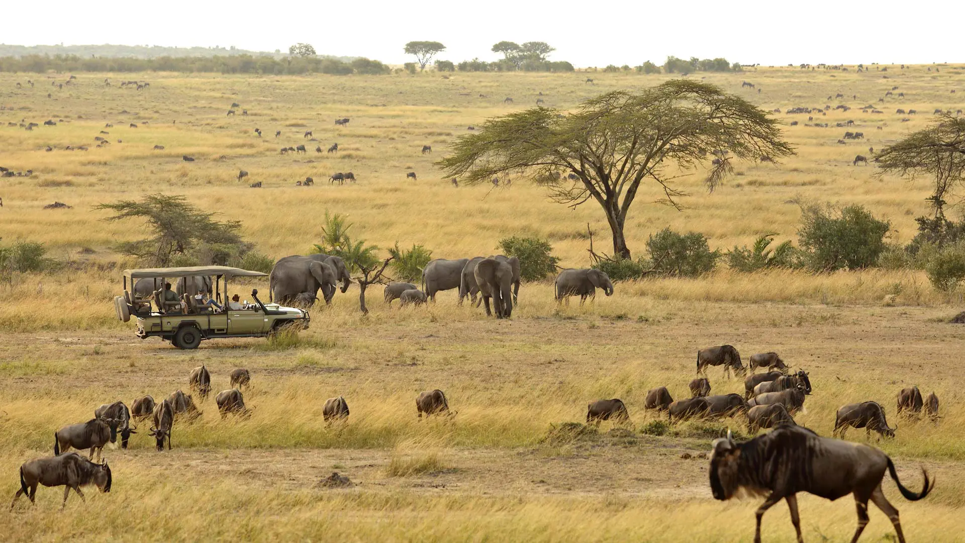 Safety on Tanzania Safari