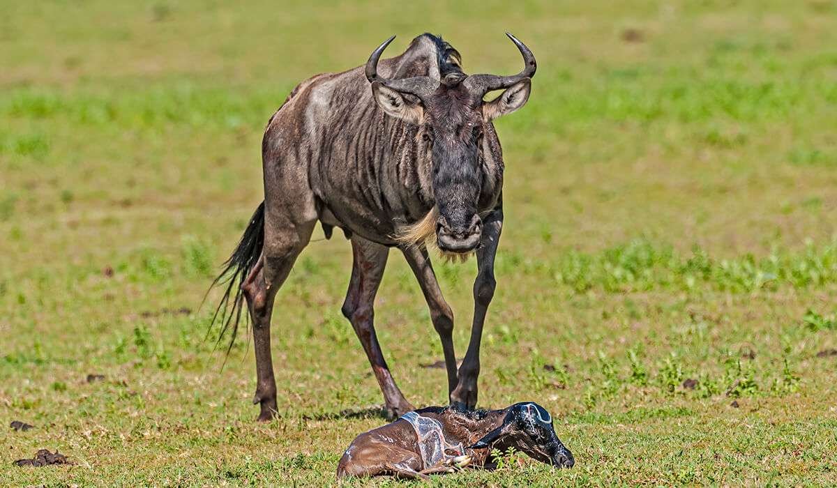 8-Day Wildebeest Calving Safari in Ndutu