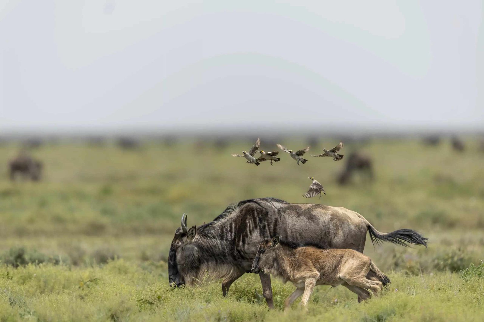 Ndutu vs Serengeti Where To See The Great Migration